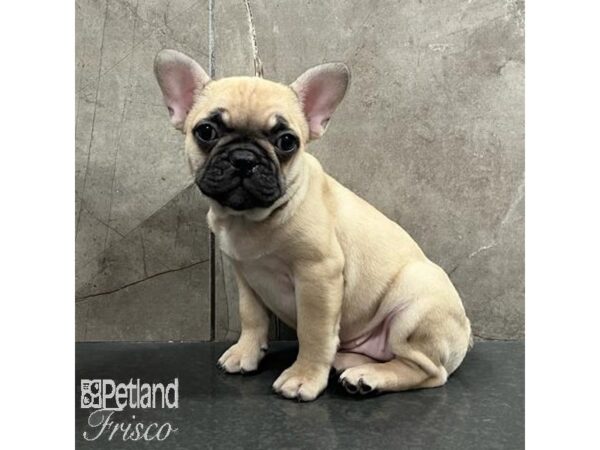 French Bulldog-Dog-Female-Fawn-31495-Petland Frisco & Mckinney, Texas
