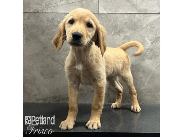 Golden Retriever Dog Female Golden 31463 Petland Frisco, Texas