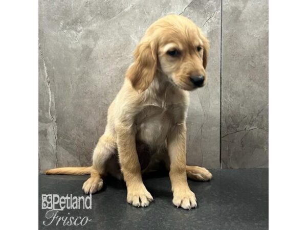 Golden Retriever Dog Female Golden 31461 Petland Frisco, Texas