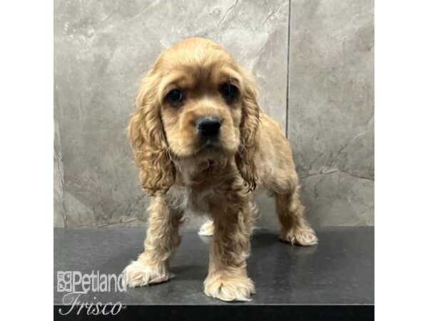 Cocker Spaniel Dog Male Buff 31369 Petland Frisco, Texas