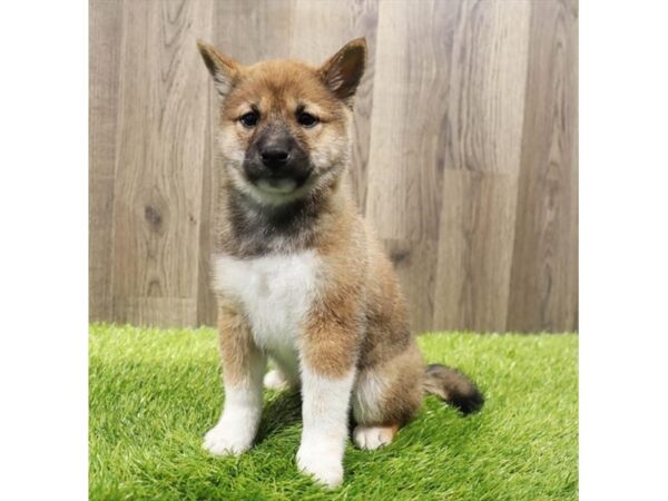 Shiba Inu-Dog-Male-Red Sable-31529-Petland Frisco & Mckinney, Texas
