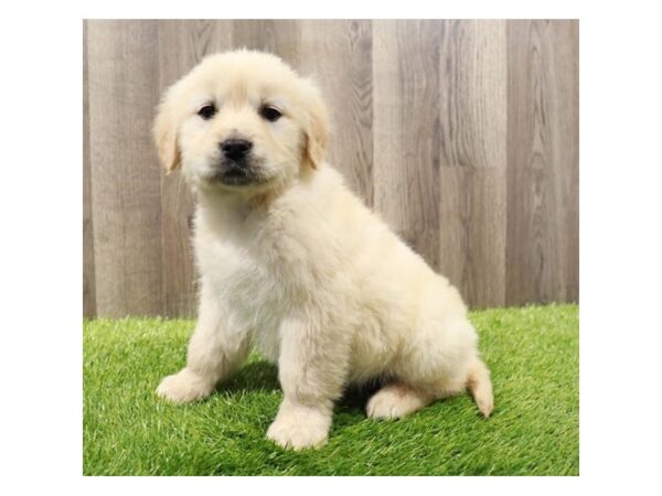 Golden Retriever-Dog-Male-Golden-31532-Petland Frisco, Texas