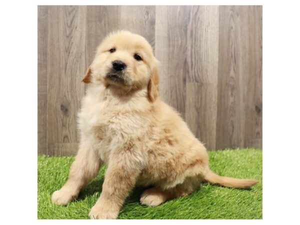 Golden Retriever-Dog-Male-Golden-31536-Petland Frisco & Mckinney, Texas