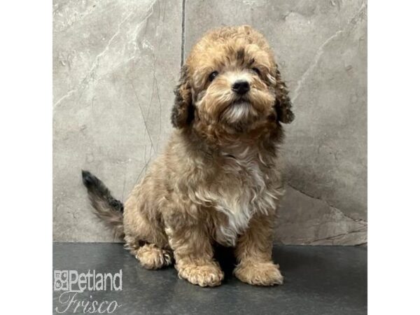 Maltipoo Dog Female Sable 31452 Petland Frisco, Texas