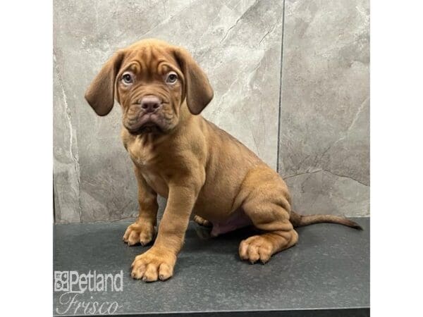 Dogue De Bordeaux-Dog-Male-Red-31521-Petland Frisco, Texas