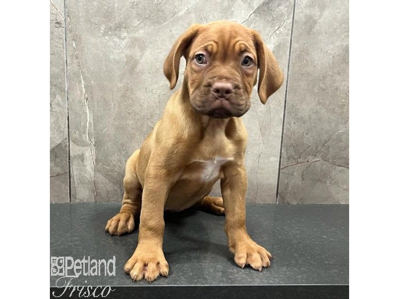 Dogue De Bordeaux Dog Female Red 31519