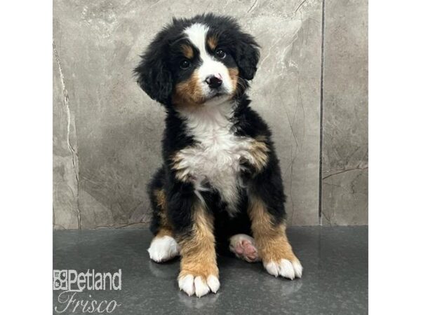 Bernese Mountain Dog-Dog-Female-Black White / Tan-31523-Petland Frisco & Mckinney, Texas