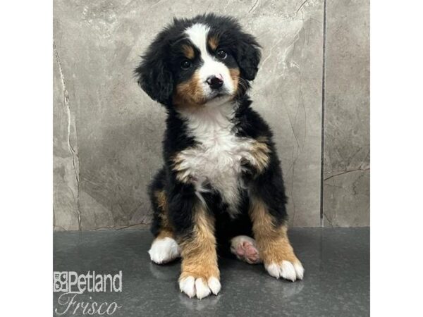 Bernese Mountain Dog Dog Female Black White / Tan 31523 Petland Frisco, Texas