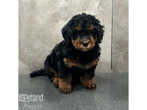 Bernedoodle Mini 2nd Gen Dog Female Black / Tan 31524 Petland Frisco, Texas