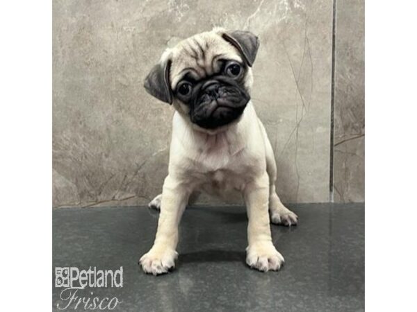 Pug Dog Female Fawn 31525 Petland Frisco, Texas