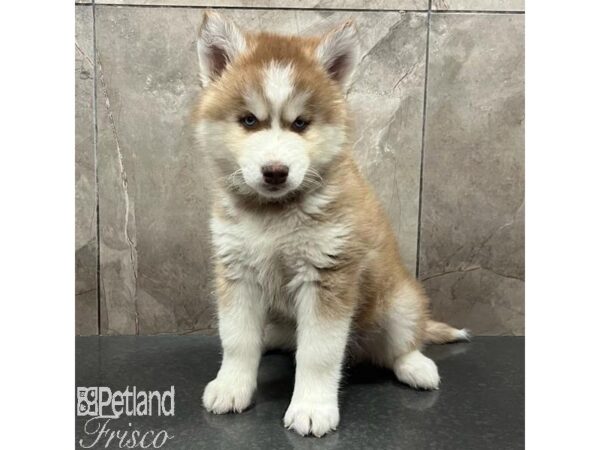 Siberian Husky Dog Male Red / White 31528 Petland Frisco, Texas