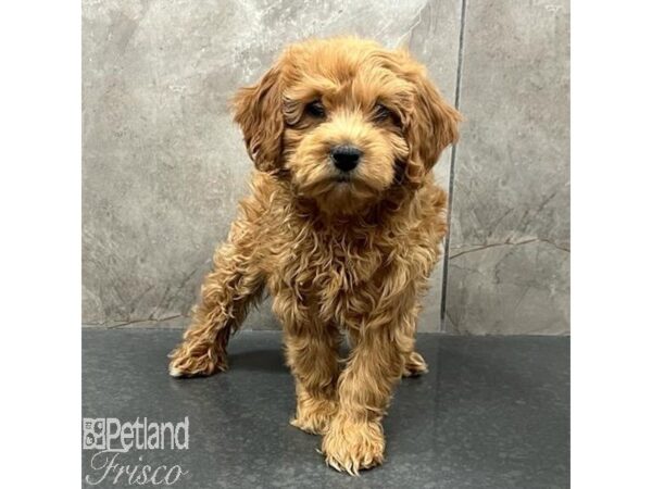 Goldendoodle Mini 2nd Gen Dog Female Apricot 31530 Petland Frisco, Texas