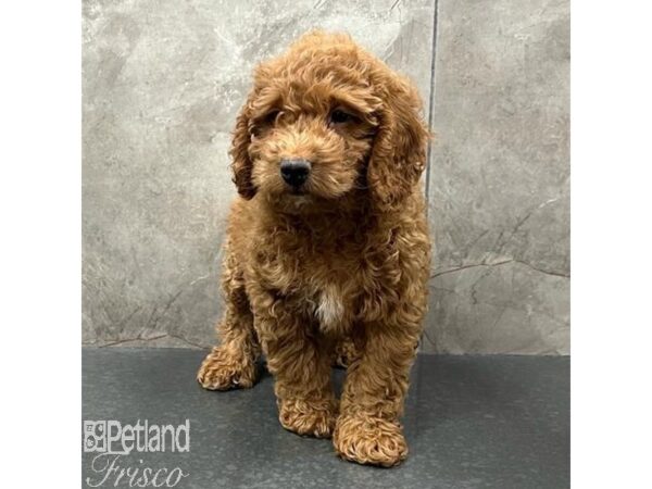 Goldendoodle Mini 2nd Gen Dog Male Apricot 31531 Petland Frisco, Texas