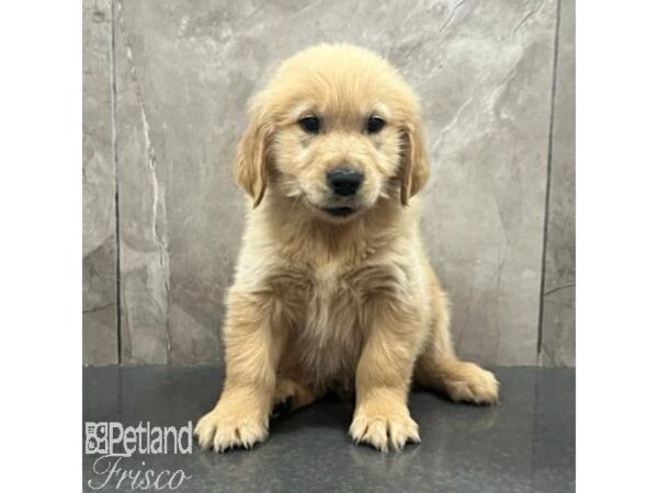 Golden Retriever Dog Male Golden 31533 Petland Frisco, Texas