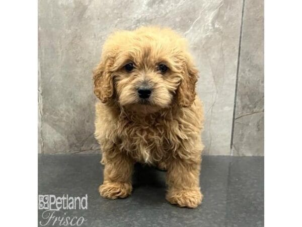 [#31534] Red Female Goldendoodle Mini Puppies For Sale