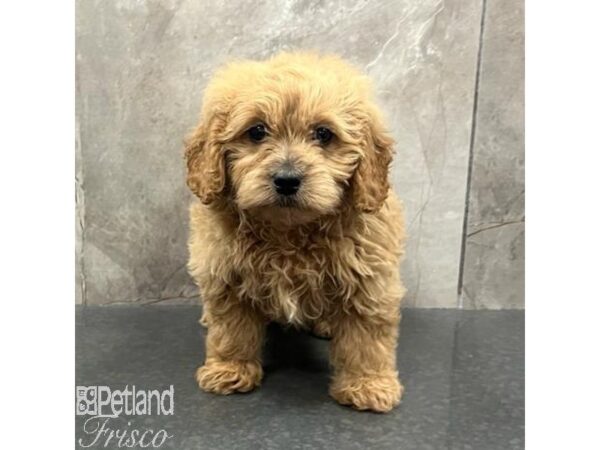 Goldendoodle Mini Dog Female Red 31534 Petland Frisco, Texas