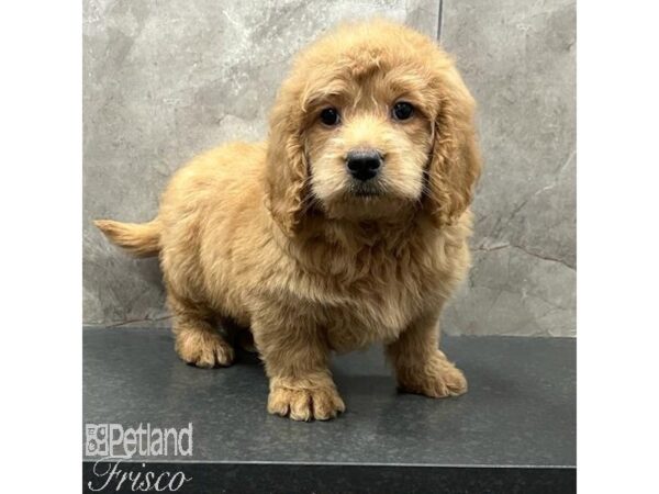 Goldendoodle Mini Dog Male Red 31535 Petland Frisco, Texas