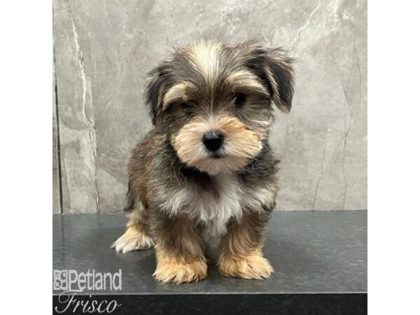 Yorkshire Terrier Dog Male Silver 31537 Petland Frisco, Texas