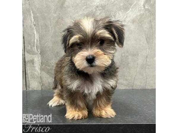 [#31537] Silver Male Yorkshire Terrier Puppies For Sale