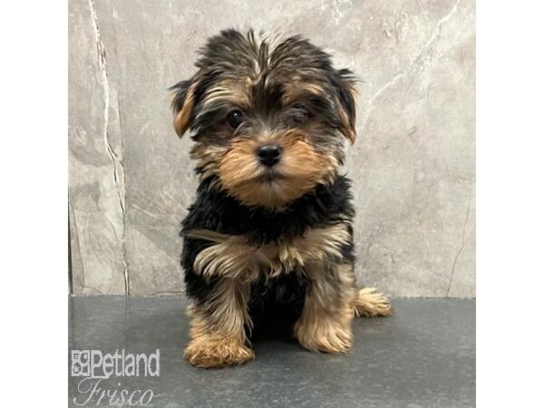 Yorkshire Terrier-Dog-Male-Black & Tan-31538-Petland Frisco & Mckinney, Texas