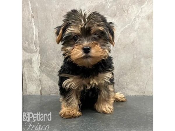 Yorkshire Terrier Dog Male Black & Tan 31538 Petland Frisco, Texas