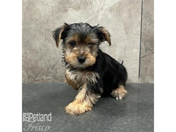 Yorkshire Terrier Dog Male Black & Tan 31539 Petland Frisco, Texas