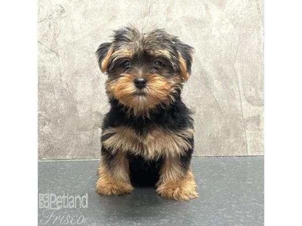 Yorkshire Terrier-Dog-Female-Black & Tan-31540-Petland Frisco, Texas