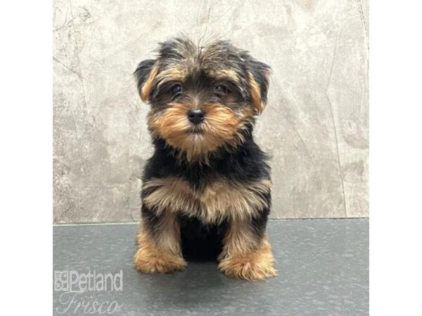 Yorkshire Terrier Dog Female Black & Tan 31540 Petland Frisco, Texas