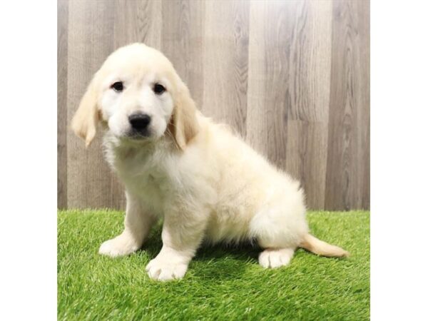 Golden Retriever Dog Female Golden 31550 Petland Frisco, Texas