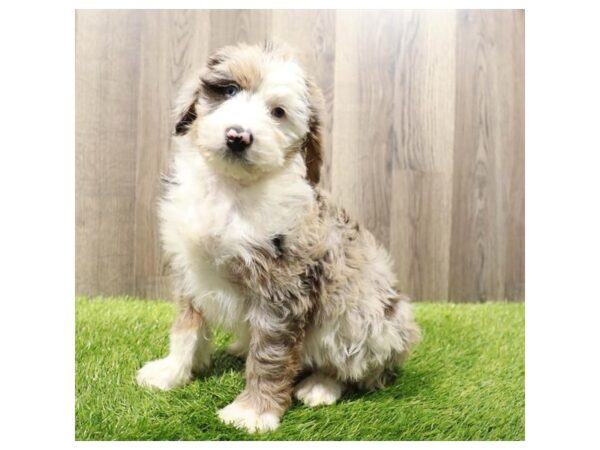 Aussiedoodle Mini-Dog-Male-Blue Merle-31551-Petland Frisco & Mckinney, Texas