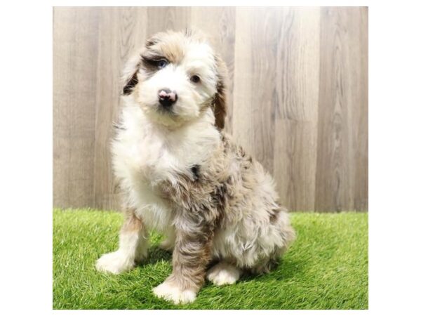 Aussiedoodle Mini Dog Male Blue Merle 31551 Petland Frisco, Texas