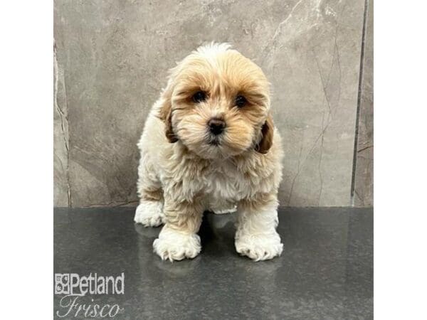 [#31546] Apricot Female Lhasapoo Puppies For Sale