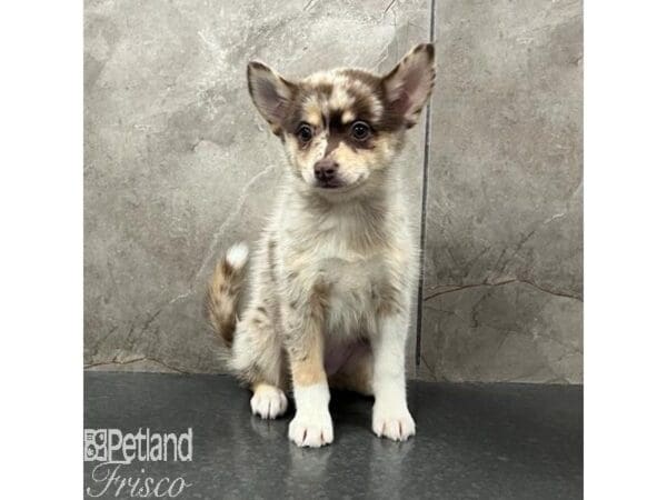 [#31545] Red Merle Female Pomsky 2nd Gen Puppies For Sale
