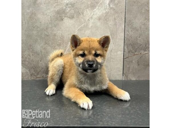 Shiba Inu Dog Male Red 31548 Petland Frisco, Texas