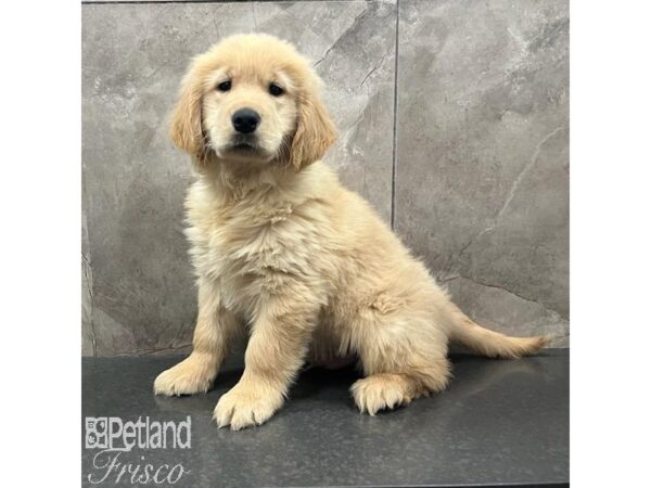 Golden Retriever Dog Male Golden 31552 Petland Frisco, Texas