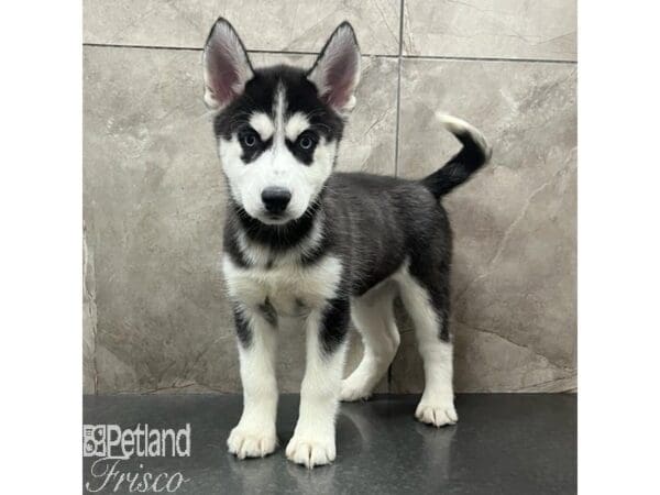 [#31554] Black / White Female Siberian Husky Puppies For Sale