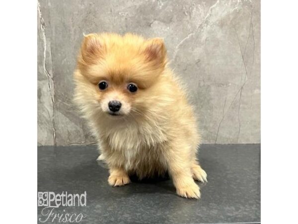 Pomeranian Dog Female Orange Sable 31555 Petland Frisco, Texas