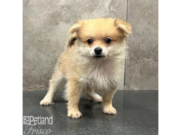 Pomeranian Dog Male Orange Sable 31556 Petland Frisco, Texas