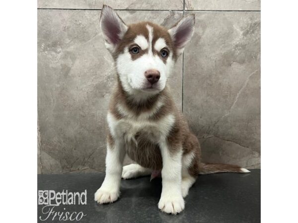 Siberian Husky-Dog-Male-Red / White-31557-Petland Frisco & Mckinney, Texas