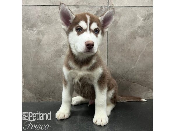 Siberian Husky Dog Male Red / White 31557 Petland Frisco, Texas