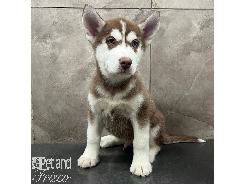 Siberian Husky Dog Male Red / White 31557