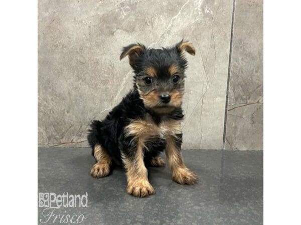 Yorkshire Terrier-Dog-Female-Black / Tan-31558-Petland Frisco, Texas