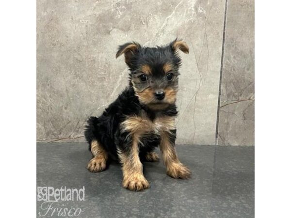 Yorkshire Terrier Dog Female Black / Tan 31558 Petland Frisco, Texas