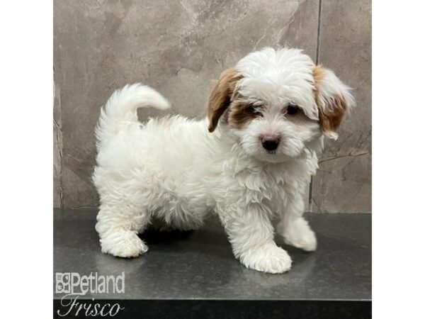 Bernedoodle Mini 2nd Gen-Dog-Female-Red-31559-Petland Frisco & Mckinney, Texas
