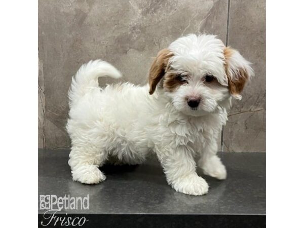 Bernedoodle Mini 2nd Gen Dog Female Red 31559 Petland Frisco, Texas