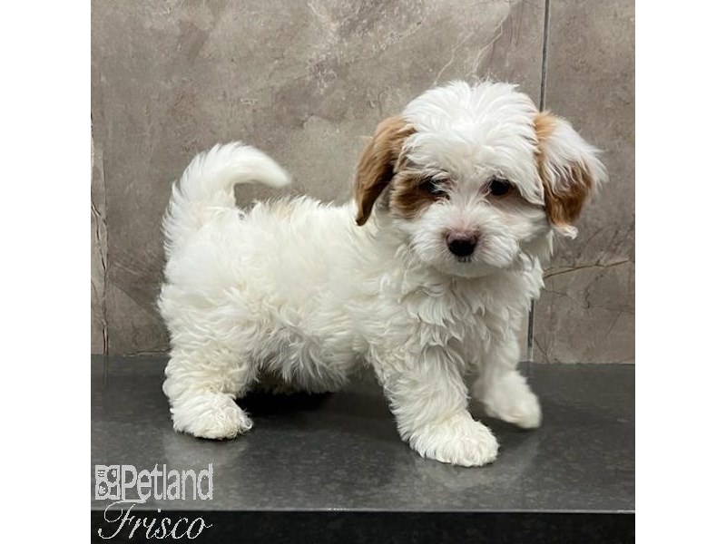 Bernedoodle Mini 2nd Gen - 31559 Image #1