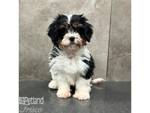 Cavapoo Dog Female Tri-Colored 31560 Petland Frisco, Texas