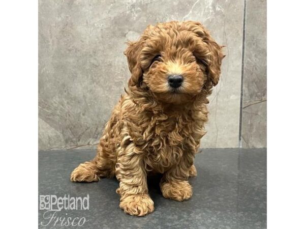 Miniature Poodle Dog Male Red 31570 Petland Frisco, Texas