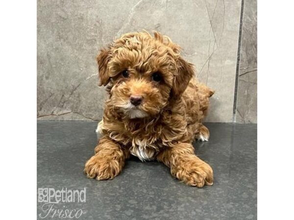 Miniature Poodle-Dog-Female-Red-31572-Petland Frisco & Mckinney, Texas