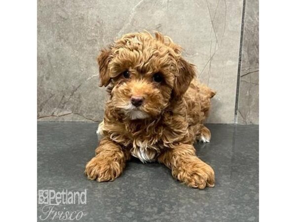 Miniature Poodle Dog Female Red 31572 Petland Frisco, Texas